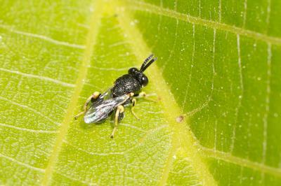  Brachymeria tibialis (Walker, 1834)