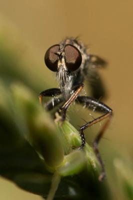  Cerdistus erythrurus (Meigen, 1820)
