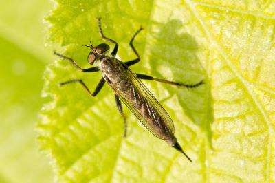  Cerdistus erythrurus (Meigen, 1820)