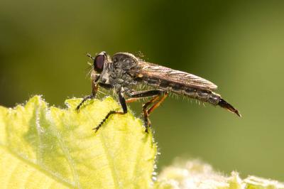  Cerdistus erythrurus (Meigen, 1820)
