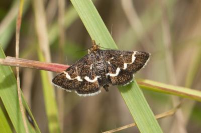  Pyrausta nigrata (Scopoli, 1763)