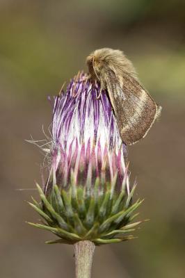 Livrée des alpages (La), Alpine (L') Malacosoma alpicolum (Staudinger, 1870)