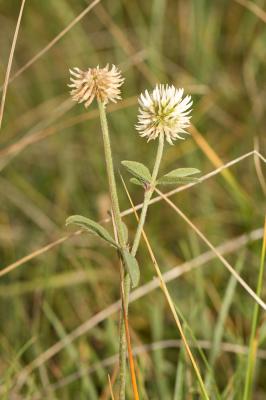Trèfle des montagnes Trifolium montanum L., 1753