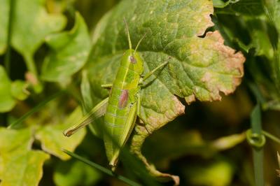 Criquet des Genévriers Euthystira brachyptera (Ocskay, 1826)