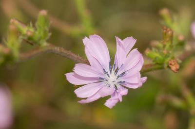Chicorée amère, Barbe-de-capucin Cichorium intybus L., 1753