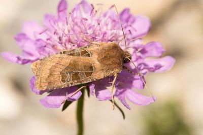Noctuelle cuivreuse (La) Chersotis cuprea (Denis & Schiffermüller, 1775)