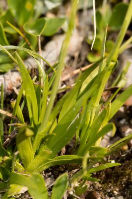 Tofieldie à calicule Tofieldia calyculata (L.) Wahlenb., 1812