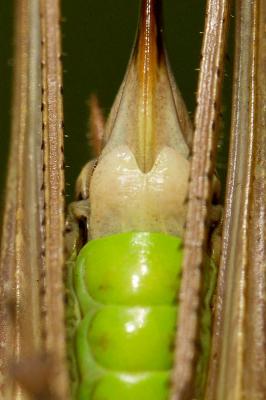 Decticelle des alpages Metrioptera saussuriana (Frey-Gessner, 1872)