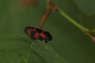 Cercope, Crachat de coucou Cercopis vulnerata Rossi, 1807