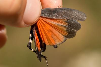 OEdipode stridulante Psophus stridulus (Linnaeus, 1758)