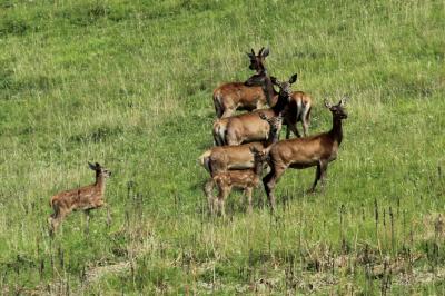 Cerf élaphe Cervus elaphus Linnaeus, 1758