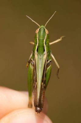 Criquet de la Palène, Sténobothre ligné, Criquet d Stenobothrus lineatus (Panzer, 1796)