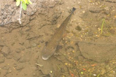 Chevaine Squalius cephalus (Linnaeus, 1758)