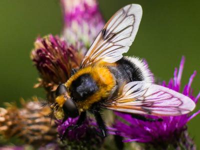  Volucella bombylans (Linnaeus, 1758)