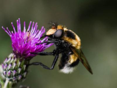  Volucella bombylans (Linnaeus, 1758)