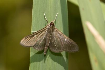Pyrale du buis Cydalima perspectalis (Walker, 1859)