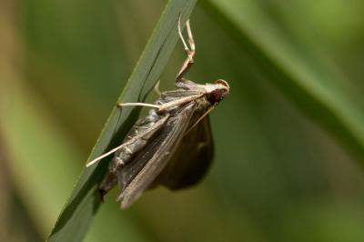 Pyrale du buis Cydalima perspectalis (Walker, 1859)