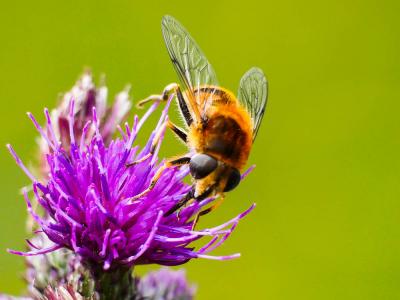  Eristalis jugorum Egger, 1858