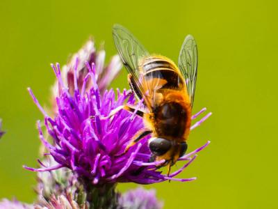  Eristalis jugorum Egger, 1858