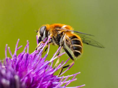  Eristalis jugorum Egger, 1858