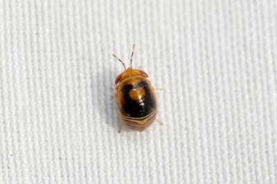 Géocore à tête rouge Geocoris erythrocephalus (Lepeletier de Saint Fargeau & Audinet-Serville, 1825)