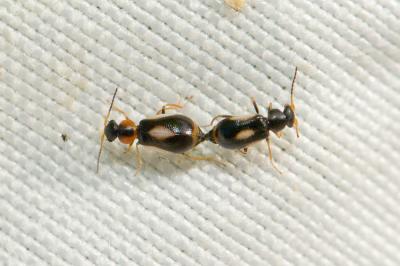  Colotes maculatus (Laporte de Castelnau, 1838)