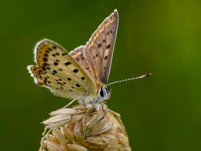  Lycaena tityrus tityrus (Poda, 1761)