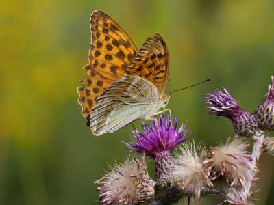 Tabac d'Espagne (Le), Nacré vert (Le), Barre argen Argynnis paphia (Linnaeus, 1758)