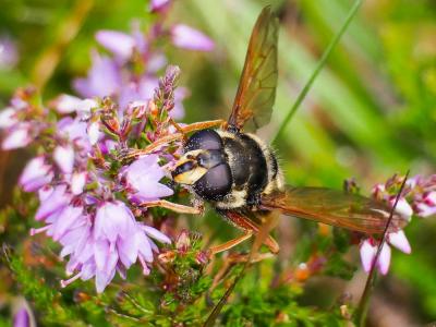  Sericomyia silentis (Harris, 1776)
