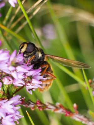 Sericomyia silentis (Harris, 1776)