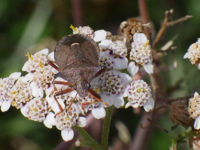  Picromerus bidens (Linnaeus, 1758)
