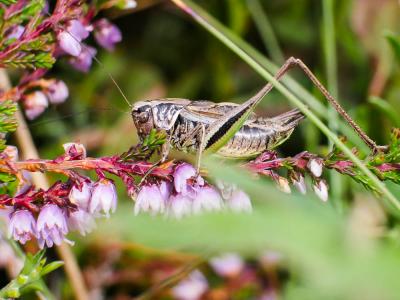 Decticelle des bruyères Metrioptera brachyptera (Linnaeus, 1760)