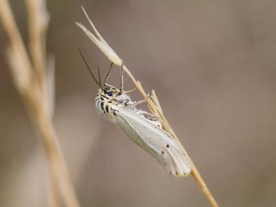 Ecaille striée (L') Spiris striata (Linnaeus, 1758)