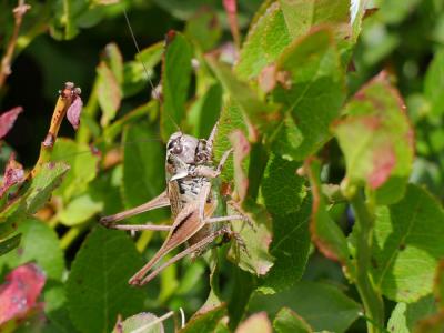 Decticelle des alpages Metrioptera saussuriana (Frey-Gessner, 1872)