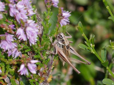 Decticelle des alpages Metrioptera saussuriana (Frey-Gessner, 1872)