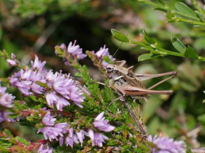 Decticelle des alpages Metrioptera saussuriana (Frey-Gessner, 1872)