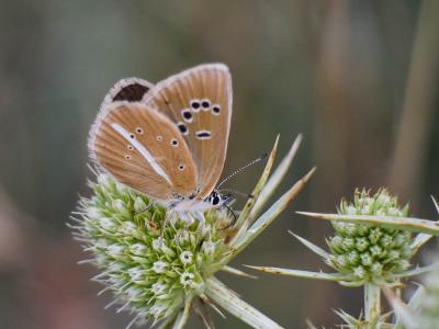 Sablé du Sainfoin (Le), Argus du Sainfoin (L'), Ar Polyommatus damon (Denis & Schiffermüller, 1775)