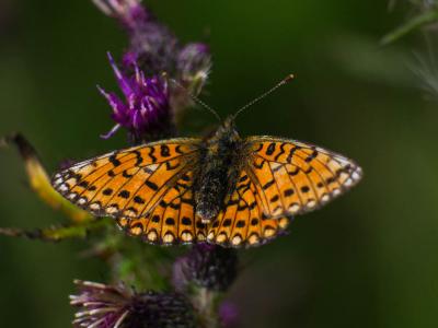 Petit Collier argenté (Le), Nacré fléché (Le) Boloria selene (Denis & Schiffermüller, 1775)