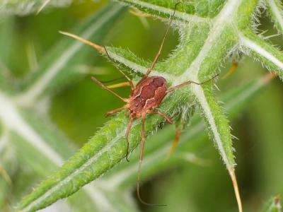 Phalangium opilio Linnaeus, 1758