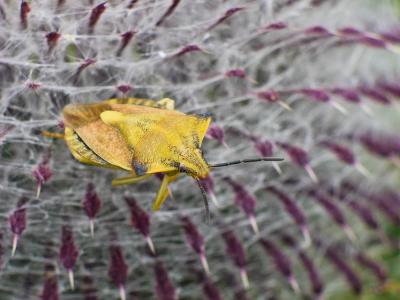  Carpocoris fuscispinus (Boheman, 1850)