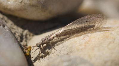  Neuroleon ochreatus (Navás, 1904)