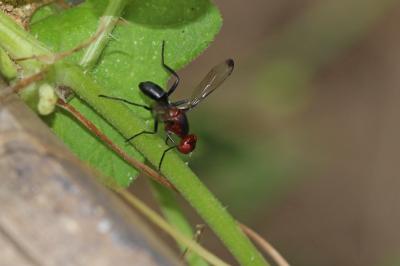  Cephalia rufipes Meigen, 1826