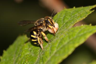  Anthidium Fabricius, 1804