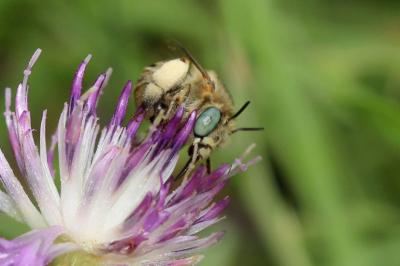 Héliophile commune Anthophora bimaculata (Panzer, 1798)
