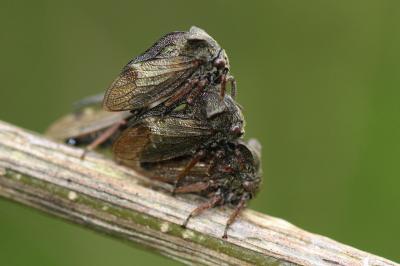 Demi-diable Centrotus cornutus (Linnaeus, 1758)