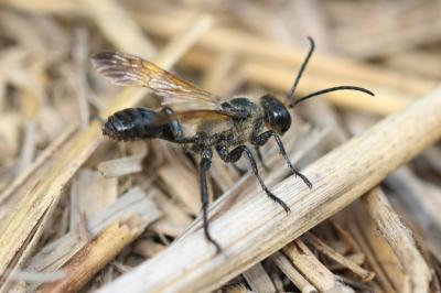  Isodontia paludosa (Rossi, 1790)
