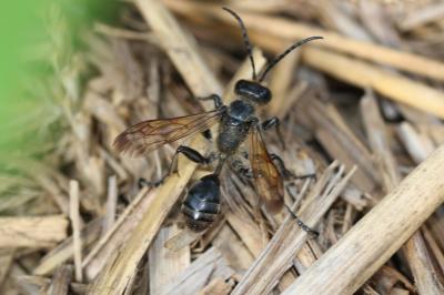  Isodontia paludosa (Rossi, 1790)