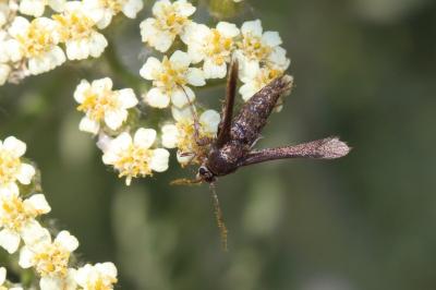Sésie Teigne (La) Tinthia tineiformis (Esper, 1789)
