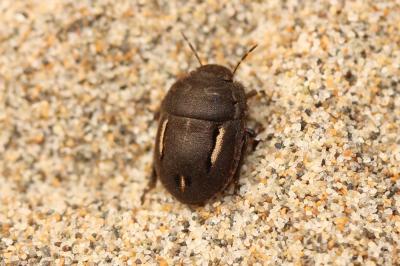  Odontoscelis fuliginosa (Linnaeus, 1760)