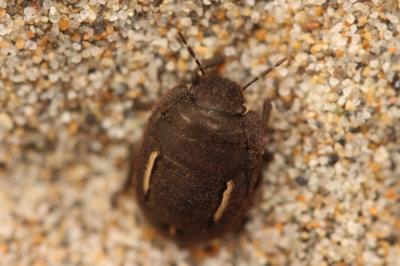  Odontoscelis fuliginosa (Linnaeus, 1760)